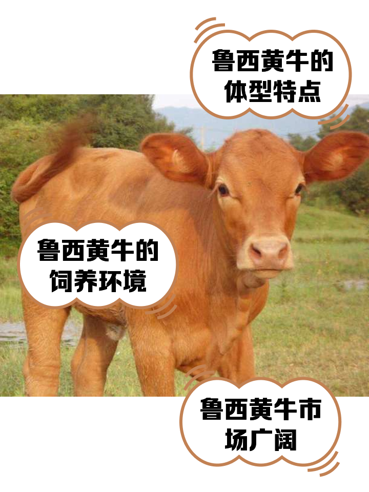 梁山最新医保取现黄牛方法分析(最方便真实的梁山医保取现黄牛怎么取方法)
